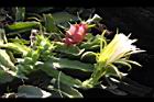 紅龍果-花實10.JPG