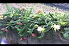 紅龍果-花實16.JPG