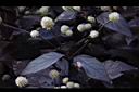 紅龍草-花07.JPG