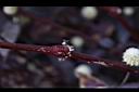 紅龍草-莖01.JPG