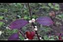 紅龍草-葉序01.JPG