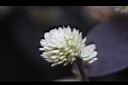 紅龍草-雄蕊00.JPG