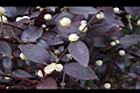 紅龍草-花06.JPG