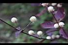 紅龍草-花10.JPG
