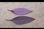 紅龍草-葉02.JPG
