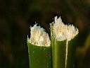 紙莎草-稈0.JPG