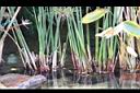紙莎草-稈基1.JPG