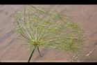 紙莎草-花序00.JPG