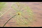 紙莎草-花序01.JPG