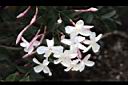 素馨-花01.JPG