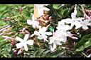 素馨-花03.JPG