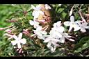 素馨-花04.JPG
