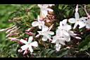 素馨-花06.JPG