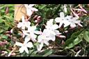 素馨-花08.JPG