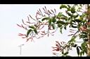 素馨-花苞00.JPG