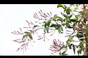 素馨-花苞01.JPG