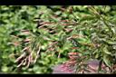 素馨-花苞02.JPG