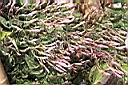 素馨-花苞06.JPG
