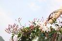素馨06.JPG