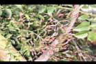 素馨-花苞05.JPG