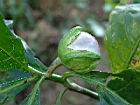 紫光茄-實09.JPG