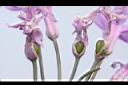 紫嬌花-實01.JPG