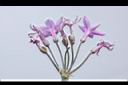 紫嬌花-實05.JPG