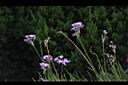 紫嬌花-花00.JPG