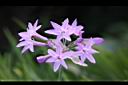 紫嬌花-花28.JPG