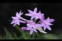紫嬌花-花30.JPG