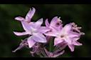 紫嬌花-花40.JPG