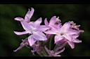 紫嬌花-花41.JPG