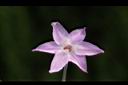 紫嬌花-花46.JPG