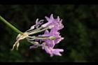 紫嬌花-實03.JPG