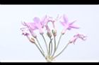 紫嬌花-實06.JPG