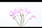 紫嬌花-實07.JPG