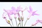 紫嬌花-實08.JPG