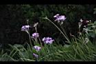 紫嬌花-花01.JPG