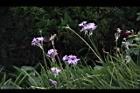 紫嬌花-花02.JPG