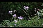 紫嬌花-花07.JPG
