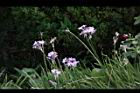 紫嬌花-花08.JPG