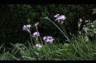 紫嬌花-花09.JPG