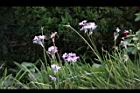 紫嬌花-花10.JPG