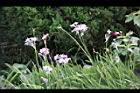 紫嬌花-花11.JPG