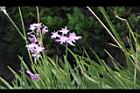 紫嬌花-花13.JPG