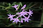 紫嬌花-花19.JPG