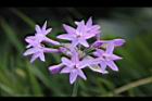 紫嬌花-花29.JPG