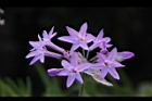 紫嬌花-花32.JPG