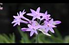 紫嬌花-花34.JPG