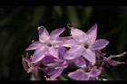 紫嬌花-花38.JPG